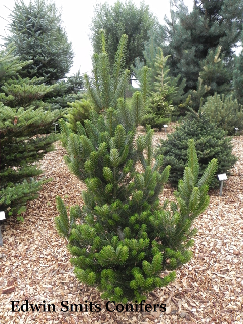 Abies koreana 'Filips Rocket Science'